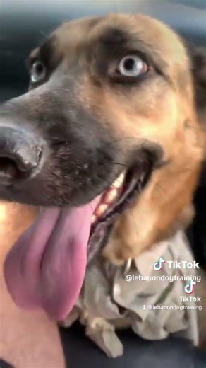 Professional Dog Training for German Shephered Mix Husky - Lebanon Dog Training