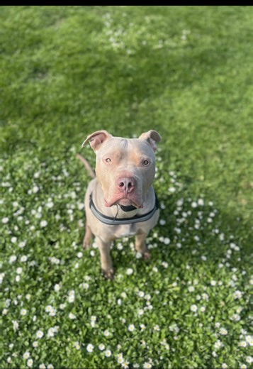 In all seriousness tho, my dog isn’t aggressive he is just being trained and being pet gets him out of the zone… You should still always ask even if there’s no “Do not pet” patches😑 #fyp #dog #pittiesoftiktok #bully