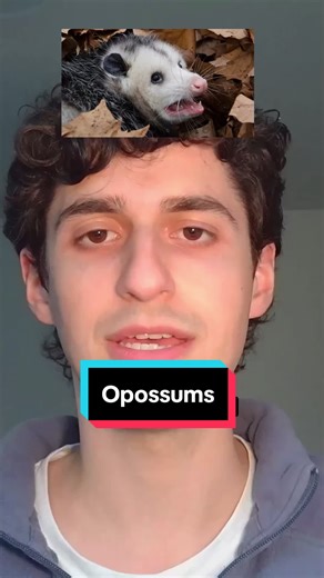 Opossums are secretly protecting your health and possibly saving your life. A single opossum can eat 5,000 ticks a year which is extremely important given the rise in Lyme. Opossums are the only marsupial native to North America. #opossum #lyme #ticks #health #marsupial