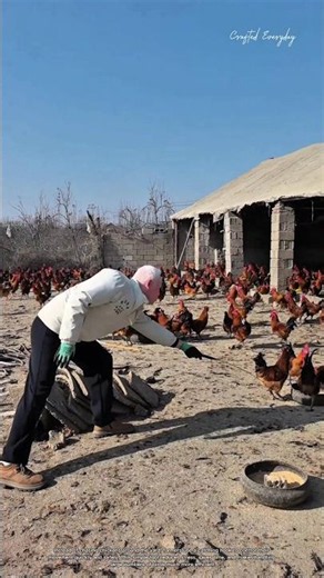 How Farmers Catch Free-Range Chickens So Easily #rurallife #cow #farm