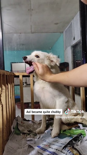 Axl's Heartwarming Journey with Vitamins and Love