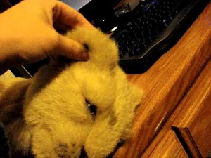 Wowwee interactive robotic lion cub LARGE