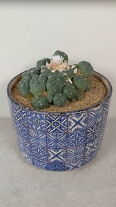 55K views · 1.8K reactions | Growing peyote at home. | Sacred Buttons | Facebook