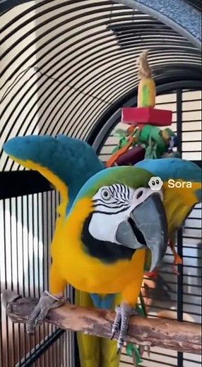 Funny Parrot Swearing at Owner | Hilarious Talking Parrot Clips 2025 #shorts #parrot #funnyparrot