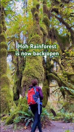 🌲 Hoh Rainforest is finally back open 🌲 Olympic National Park 🏔️ Washington
