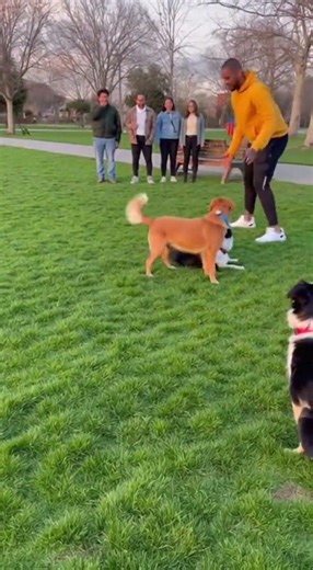 Pure Joy Moment Two Dogs Enjoying Playtime Together | #Dogs #DogLovers #CuteDogs #DogPlaytime