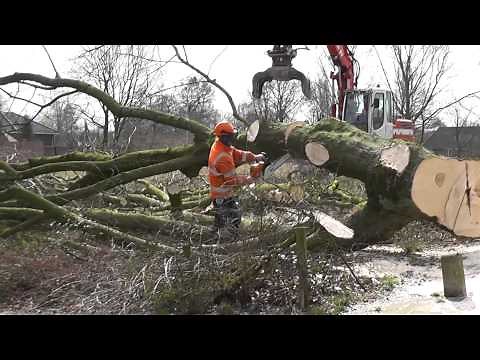 Oostflank Wijchen deel 2 / het kappen van de bomen