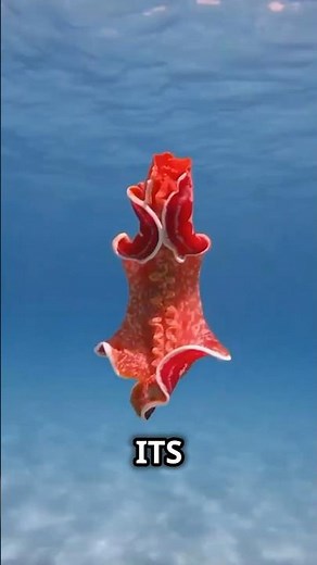 The Graceful Spanish Dancer Nature’s Underwater Performer