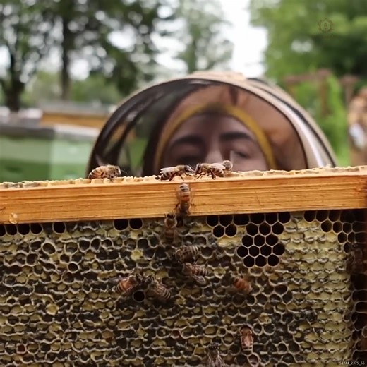 45K views · 1.4K reactions | The Beauty Of RAW Honey In Color #harvestseason #rawhoney #honeyharvest #beekeeping | The Honeystead | Facebook