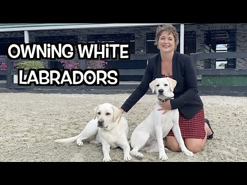 Owning White Labrador Retrievers?? | Americas Favorite Family Dogs!