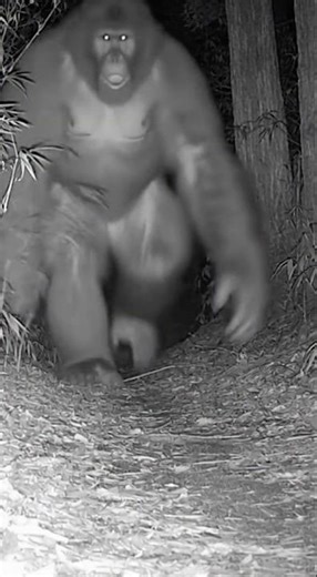 Huge shadow caught on thermal imaging camera｜Unidentified apparition in a mountain in Japan.