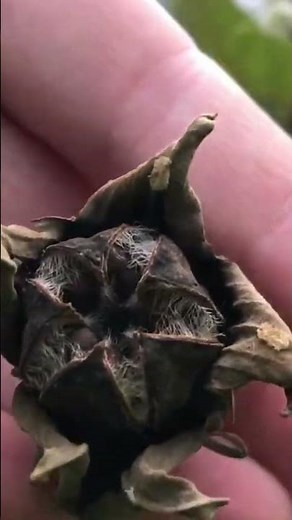 How to collect Hibiscus seeds #hibiscus #rosemallow #seedsaving #seedcollecting
