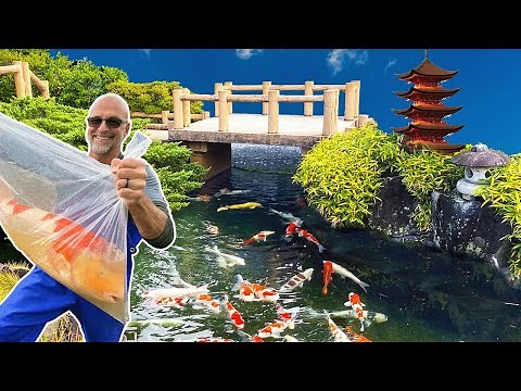 Japan Koi Garden: Bucket List Trip