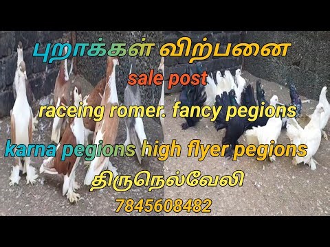 Fancy pegions sale 7845608482#nellai90 