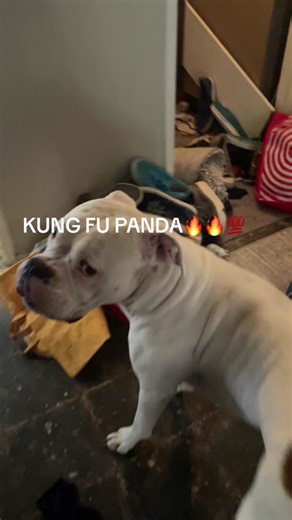 Kung Fu Panda Koo Koo Ka Ka Meme Compilation