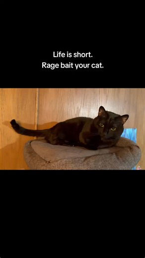 She doesn't pass the dangle test but she's the best cat. | Smug Bug