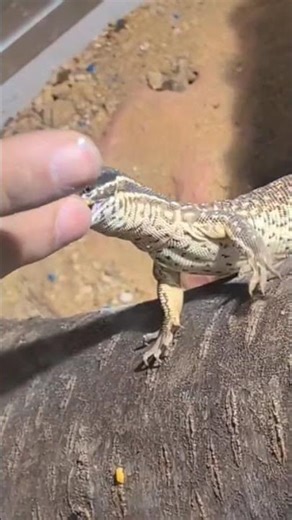 Why Monitor Lizards Are Dangerous