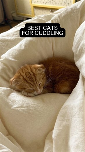 Dr. Gary Richter on Instagram: "Looking for the purr-fect cuddle buddy? 🐱💛 Some cat breeds are known for being extra affectionate — but remember, you don’t need a specific breed (or even to own a cat!) to enjoy those cozy cuddles. Shelters are full of loving kitties waiting for a lap to curl up in — or a volunteer to snuggle them. #CatLovers #AdoptDontShop #ShelterCats #CuddlyCats #CatSnuggles #VolunteerWithAnimals #RescueCatLove #HolisticVet #DrRichter #PetWellness #FelineLove"