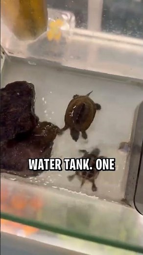 Tiny Turtles Swimming! 🐢💦 So Cute! #turtles #cuteanimals #shorts #viral