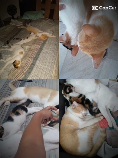 no no no no apollo Isabelle é aurora #cat #gatos 😊🤗🤗😻😍