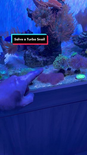 Alerta para os Turbos Snails em Aquários Marinhos