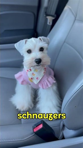 Are These Dog Breeds Actually Hypoallergenic? Find Out! #pets