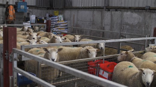 Energy Deficiency is the ultimate cause of twin lamb disease. As 75% of foetal growth occurs in the final trimester, this is when ewes are most at risk. | Crystalyx UK