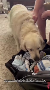 23K views · 336 reactions | Dog meets baby for the first time processing 殺#tiktok #usa #dogs #baby #Love #meet | Awesome Animals | Facebook