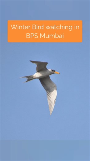 16th November 2025, Bird watching organized with friends from Mumbai Pakshi Katta organized guided by @drrajukasambe 🐦☁️ Winter in Mumbai is the perfect time to start bird watching — the city suddenly comes alive with colour and sound. Even a simple walk near a lake or mangroves can reveal many surprising visitors🐥🐦‍⬛ You don’t need fancy gear — just curiosity and a few quiet minutes. Every bird you spot has travelled a long journey to share this season with us..🦆🦅 Join in, and discover how
