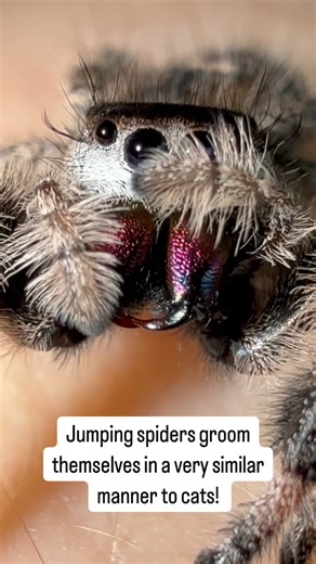 160K views · 16K reactions | Marshmallow grooming! Jumping spiders are very clean creatures and enjoy cleaning themselves on a regular basis! They are probably one of the most low maintenance pocket sized pets you could ever own! 勺李#pregiusMarshmallow | Spoody Haven | Facebook