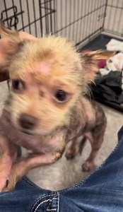 14K views · 975 reactions | UPDATE: RESCUED! URGENT! This Yorkie needs help. RESCUE ONLY Princess will be 3 years in September. She’s such a sweet little dog and she does great with other dogs. Please Share with all your rescue contacts and give us a call with any questions 910-875-4827 She’s going to need a skin scrape. Please Share | Hoke County Animal Shelter in Raeford, NC | Facebook