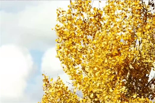 Taos Ski Valley on Instagram: "Who wore it best? Vote below! Playing favorites welcome but here are some fun facts that might sway ya 🏵️ 🌳 Cottonwood (Populus deltoides & Populus fremontii) Elevation: Typically found at lower elevations, 4,500–7,000 ft, along rivers, streams, and floodplains Leaf shape: Broad, triangular (“deltoid”) with serrated edges Color in fall: Bright yellow to golden bronze Habitat: Found along rivers, arroyos, and wetlands throughout Taos and the Rio Grande corridor Te
