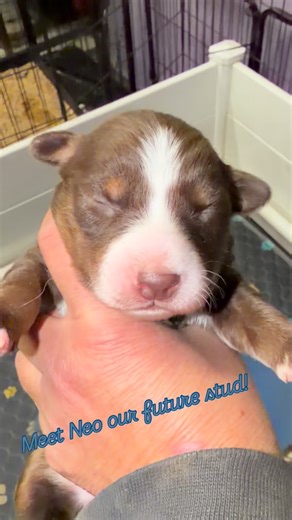 Kathy Bodwell on Instagram: "Well we didn't plan on this just yet but it was in our future plans 🤣 eventually for us to keep a male from this amazing pair Karma x Synergy with their amazing personalities, health clearances, BET's and being Triple Registered with AKC/ASCA/ASDR .. We welcome "Neo" to our breeding program! Neo will be co-owned by Stephanie @neliah28 at Orions Landing Farm in NH. She will be training & raising him to protect and herd on her goat dairy farm.. she will also be doing 