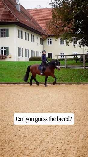 Which Horse Breed is this? 🐴😍 #horse #game #trivia