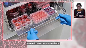  Power Your Discoveries with Superior Antibodies! Unlock the...