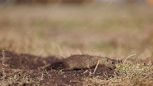 Funny fluffy gopher minding his own business near the burrow, little ground squirrel, little suslik, Spermophilus pygmaeus is a species of rodent in the family Sciuridae. Wilde syslik in slow motion