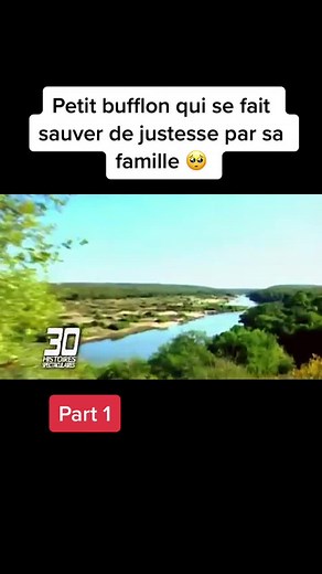 L'Attaque du Lion sur le Buffle : Un Scénario Sauvage