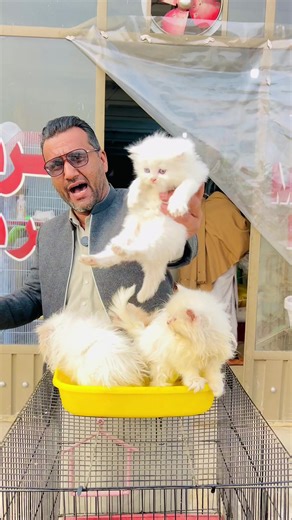 fluffycat #persiancat #goldencat #babycat #catvideos #cutecat