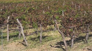 Torrontés grape plantation for high-altitude white wines in Cafayate, Salta, Argentina.