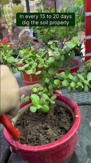 6 Simple Steps to turn your Jade into a stunning Bonsai! 🌱🎍 #jade #bonsai #shorts