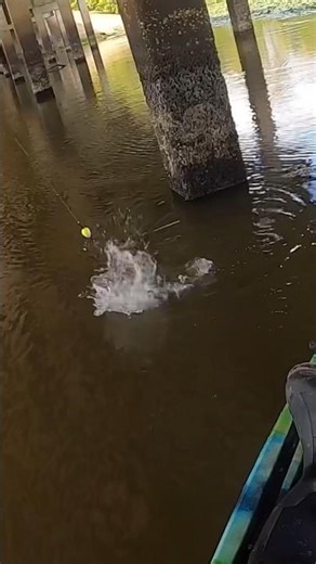 Bobber Down From Creek Crappie‼️