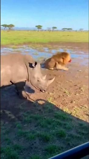 Amazing weapons of animals.動物たちの驚くべき武器