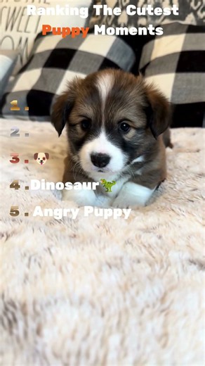 Ranking the CUTEST Puppy Moments Ever 🐶
