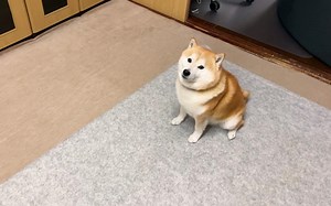 柴犬坐在地毯上，抗议地毯将被拆除_哔哩哔哩_bilibili