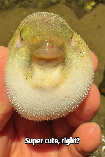 Why Pufferfish Inflate Like Balloons