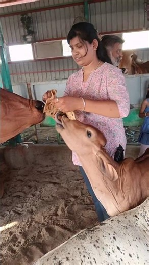 #gaumata #help #please #shortvideo #viralreels #youtubevideo #animals #reels #seva #song 🙏💞