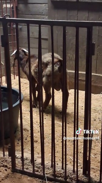 Understanding the Strength of Steel Balls