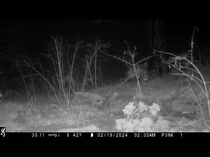 1.6K views · 145 reactions | At least 2 survivors at this cull zone sett that have defeated 4 years of intense badger culling and 1 year of supplementary culling - with a little helping hand from badger protectors  #StopTheCull | Cheshire Against The Cull | Facebook