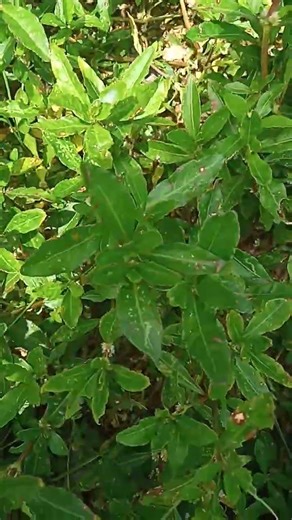 SESSILE JOYWEED OR ALTERNANTHERA SESSILIS 🌿 #herbs