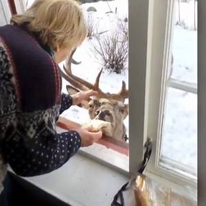 823K views · 19K shares | This stag visits his 81-year-old best friend every day. Credit: Caters TV | The Telegraph | Facebook